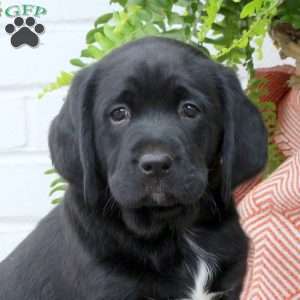 Theo, Labrador Mix Puppy