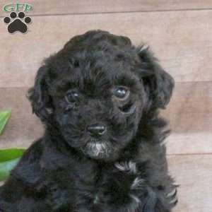 Theo, Toy Poodle Puppy