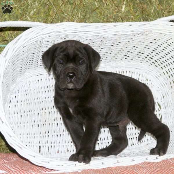 Theodore, Presa Cane Canario Puppy