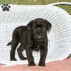 Theodore, Presa Cane Canario Puppy