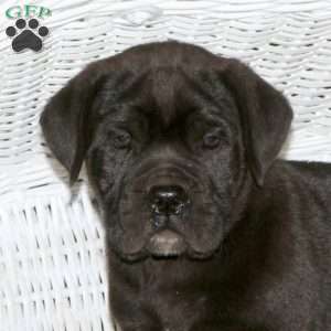 Theodore, Presa Cane Canario Puppy