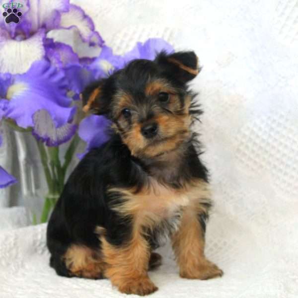 Tigger, Yorkie Puppy