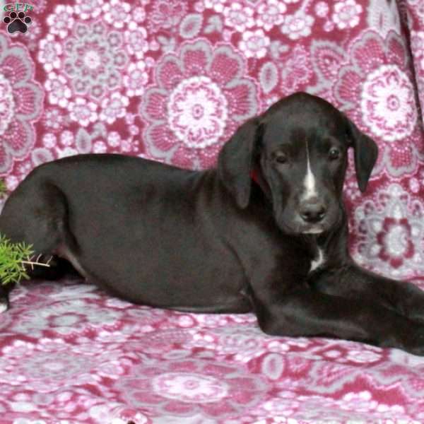 Tillie, Great Dane Puppy