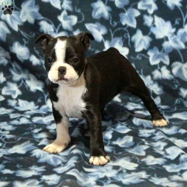 Tillie, Boston Terrier Puppy