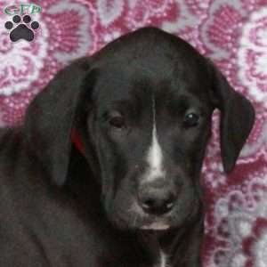 Tillie, Great Dane Puppy