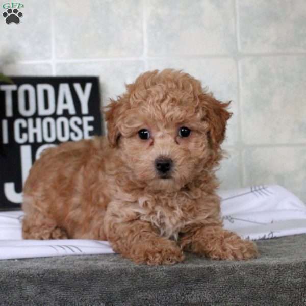 Tilly, Bich-Poo Puppy
