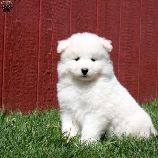 Tilly, Samoyed Puppy