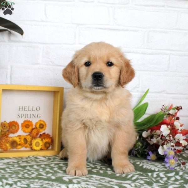 Tilly, Golden Retriever Puppy