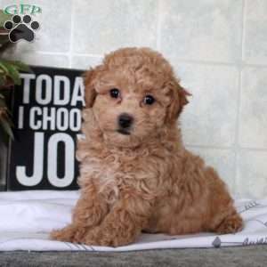 Tilly, Bich-Poo Puppy
