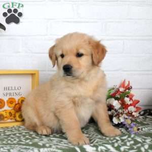 Tilly, Golden Retriever Puppy