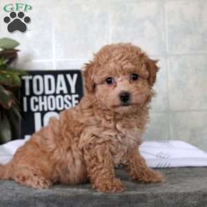 Tilly, Bich-Poo Puppy