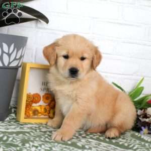 Tilly, Golden Retriever Puppy