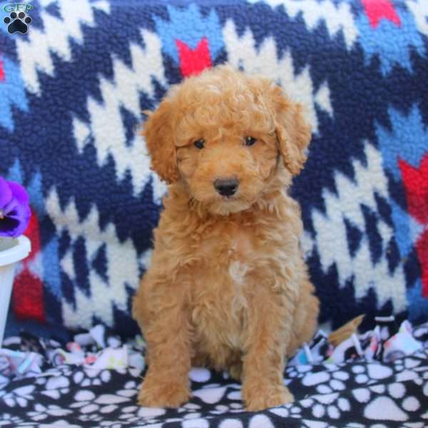Tim, Mini Goldendoodle Puppy