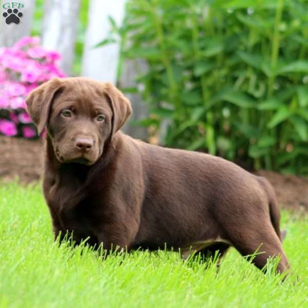 Timmy, Chocolate Labrador Retriever Puppy