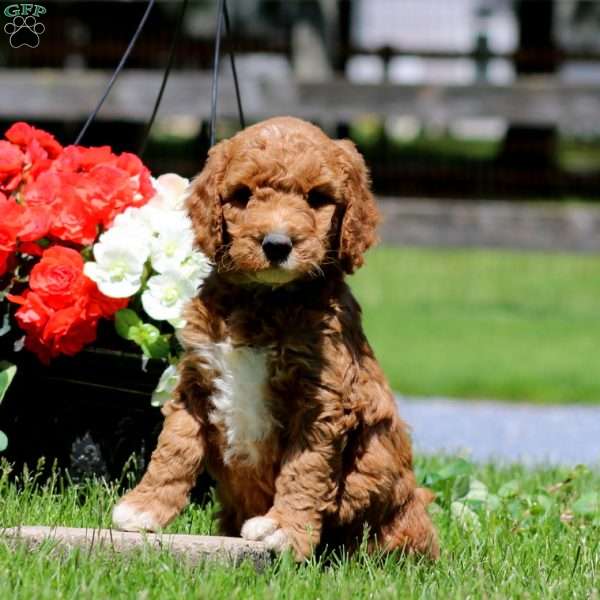 Timmy, Goldendoodle Puppy