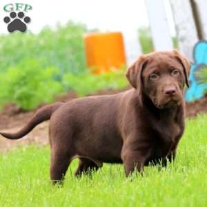 Timmy, Chocolate Labrador Retriever Puppy