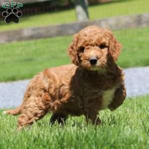 Timmy, Goldendoodle Puppy