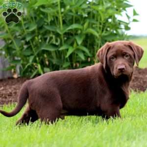 Timmy, Chocolate Labrador Retriever Puppy