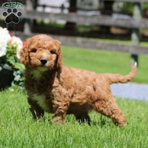Timmy, Goldendoodle Puppy