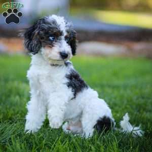 Timon, Cavapoo Puppy