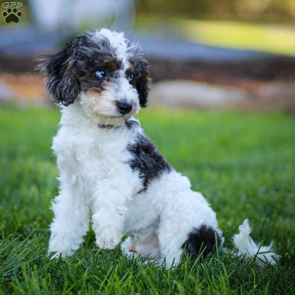 Timon, Cavapoo Puppy