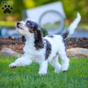 Timon, Cavapoo Puppy