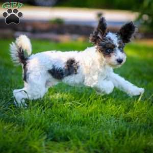 Timon, Cavapoo Puppy