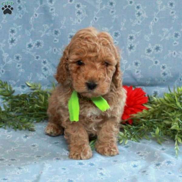 Timothy, Cockapoo Puppy