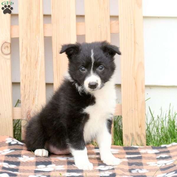 Tina, Border Collie Puppy
