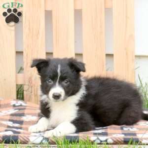 Tina, Border Collie Puppy