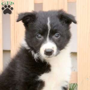 Tina, Border Collie Puppy