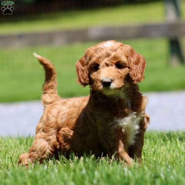Tina, Goldendoodle Puppy