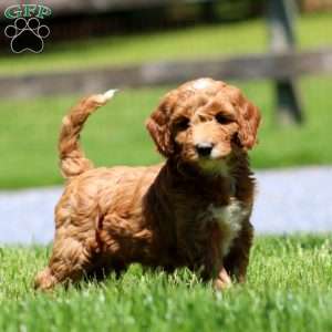 Tina, Goldendoodle Puppy