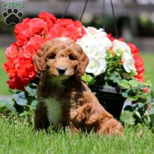 Tina, Goldendoodle Puppy