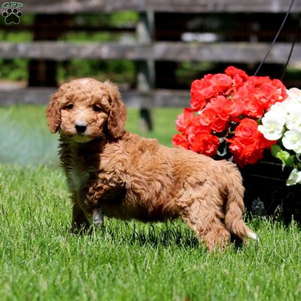 Tinker, Goldendoodle Puppy