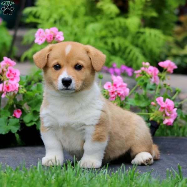Tinker, Welsh Corgi Mix Puppy