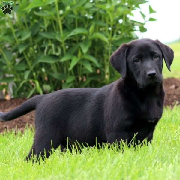 Tinker, Black Labrador Retriever Puppy
