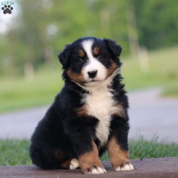 Tinker, Australian Shepherd Puppy