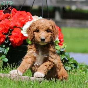 Tinker, Goldendoodle Puppy