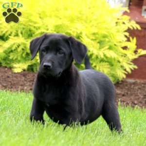 Tinker, Black Labrador Retriever Puppy