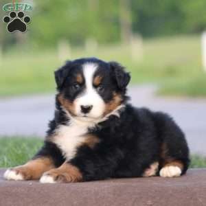 Tinker, Australian Shepherd Puppy