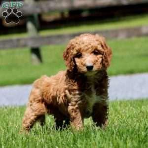 Tinker, Goldendoodle Puppy