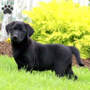Tinker, Black Labrador Retriever Puppy