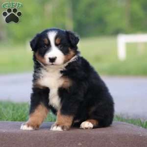 Tinker, Australian Shepherd Puppy