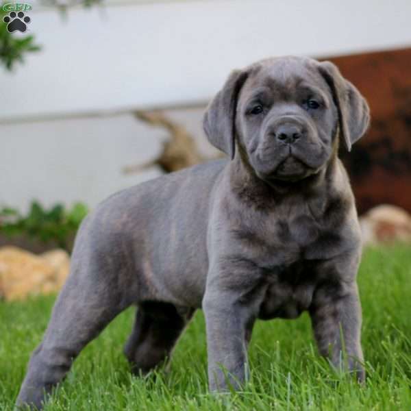 Titan, Cane Corso Puppy