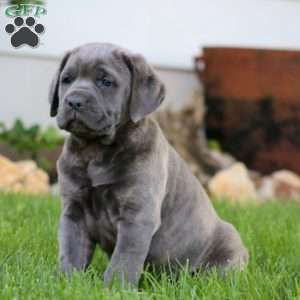 Titan, Cane Corso Puppy