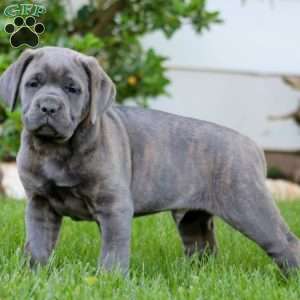 Titan, Cane Corso Puppy