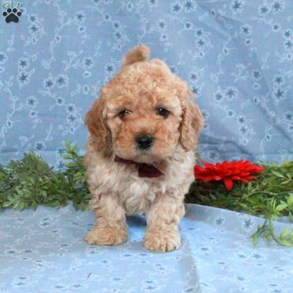 Titas, Cockapoo Puppy