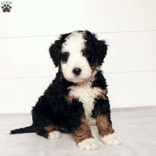 Titus, Mini Bernedoodle Puppy