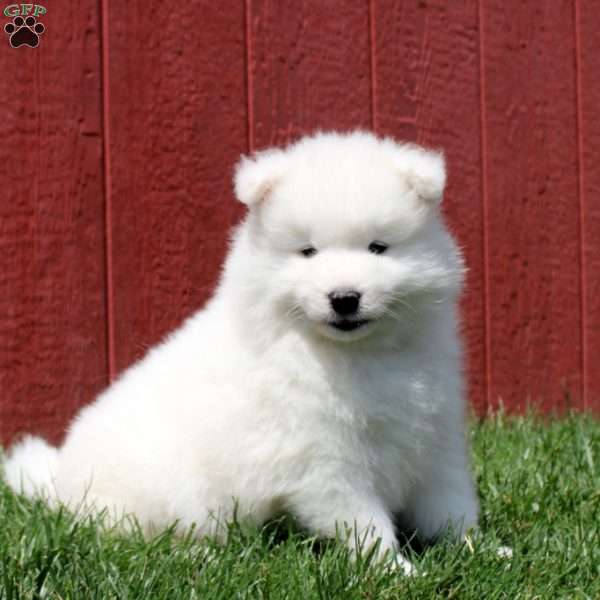Titus, Samoyed Puppy
